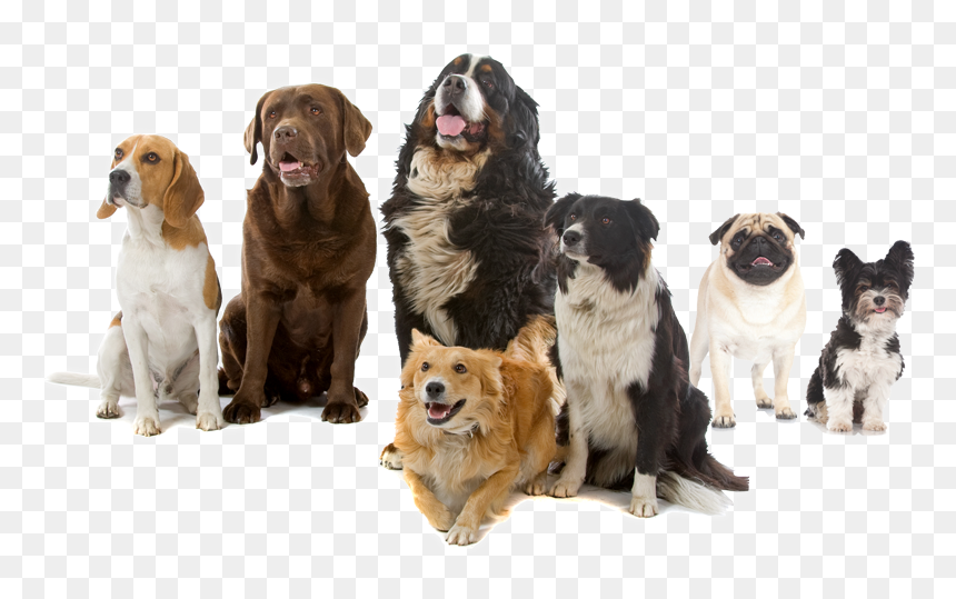 Thumb Image - Dogs Photo Stock, HD Png Download - dogs png images
