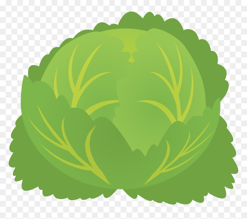 Cabbage Clipart Cabbage Plant - Cabbage Clipart, HD Png Download - plant png images