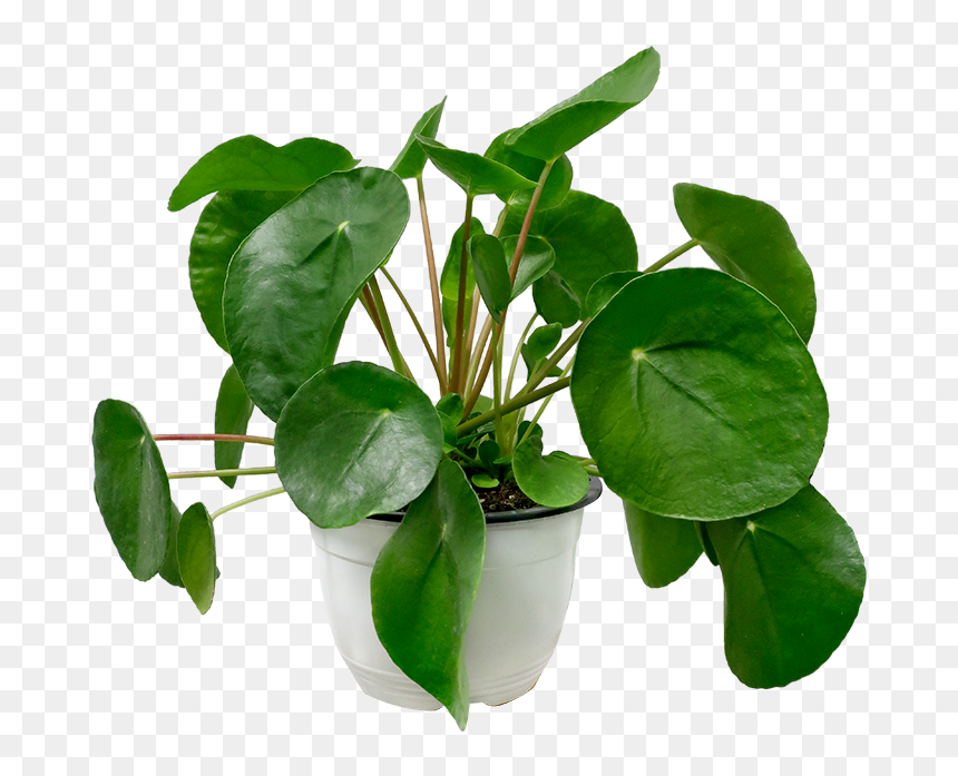 Chinese Money Plant , Png Download - Chinese Money Plant Transparent, Png Download - plant png images
