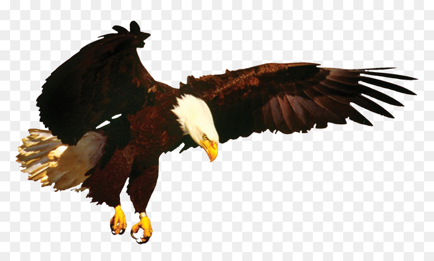 News Eagle & New Merchandise Coming Soon Eagle , Png - New Png Eagle, Transparent Png - egal png
