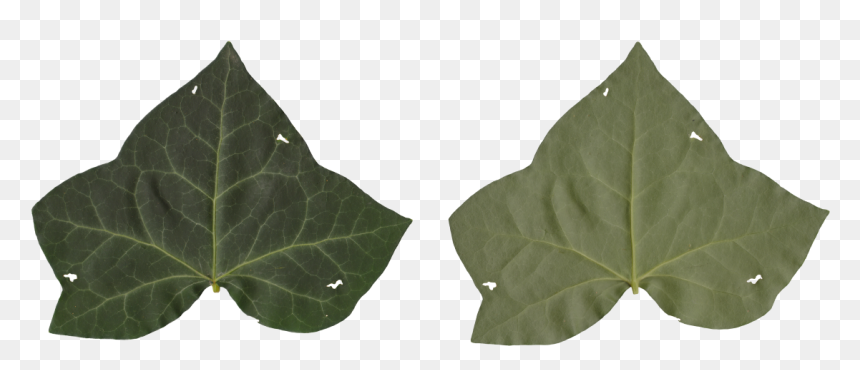 Nature Leaves - Maple Leaf, HD Png Download - leaf .png