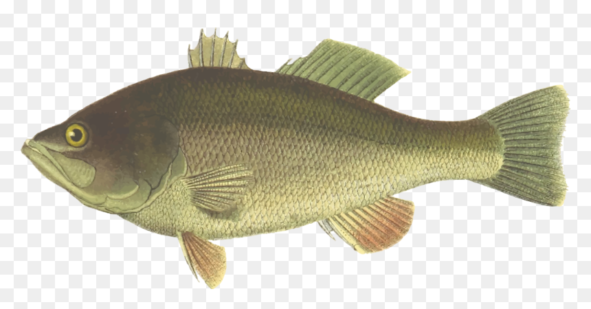 Perch,tilapia,bony Fish - Png Bass Fish, Transparent Png - sea fish png