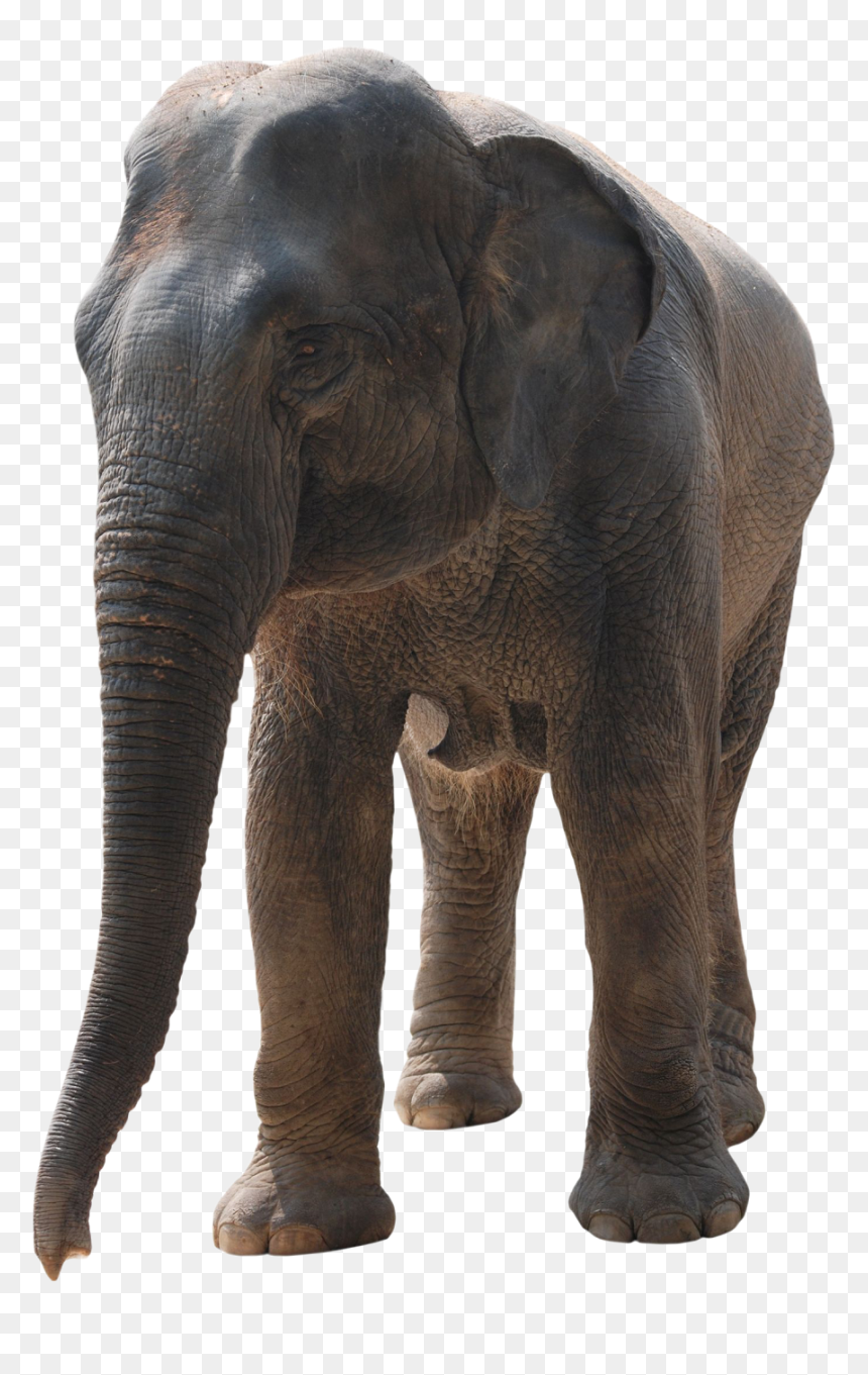 Photoshop Elephant Png , Png Download - Elephant, Transparent Png - elephant png image
