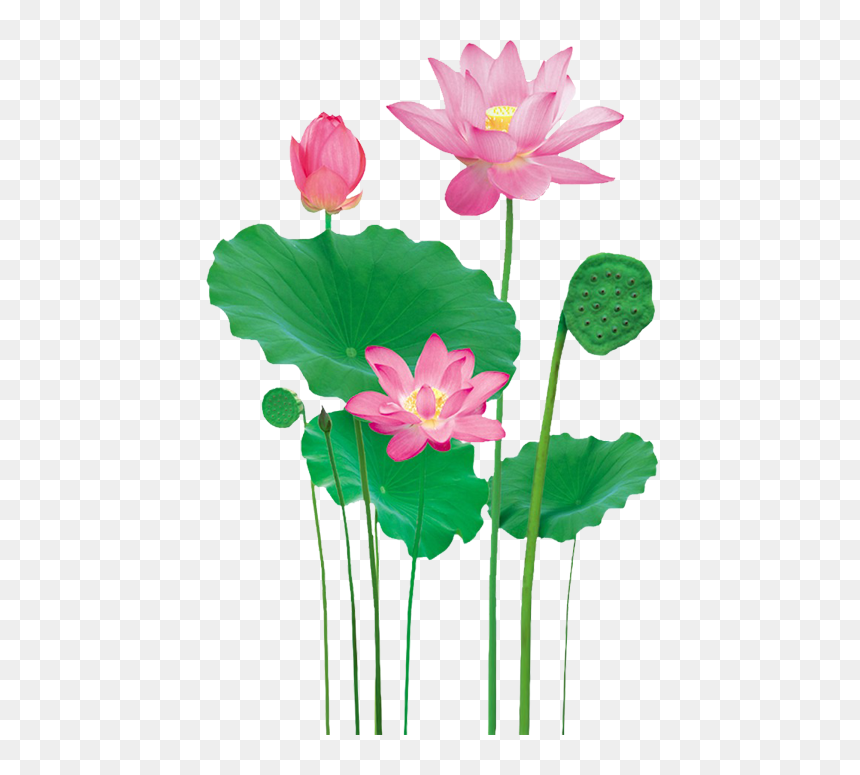 Clip Art, HD Png Download - saraswati puja png