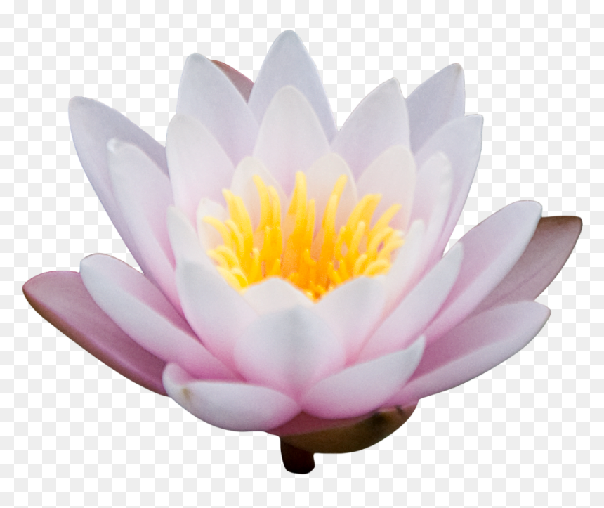 Png Lotus Image - Portable Network Graphics, Transparent Png - lotus clipart png