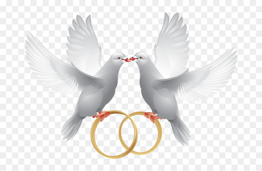 Wedding Dove With Ring, HD Png Download - peace pigeon png