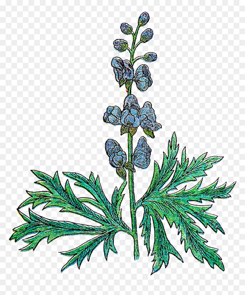 Herb 20clipart - Botanical Wolfs Bane, HD Png Download - spices clipart png