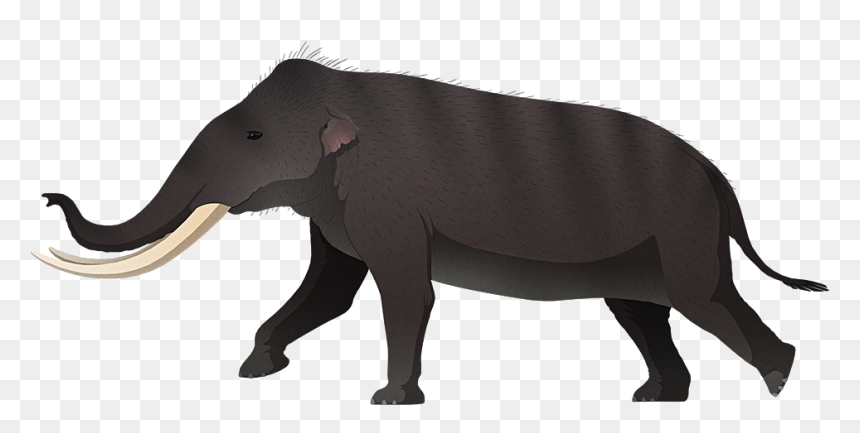 Transparent Elephant Png Tumblr - Stegodon Komodo Dragon, Png Download - elephant png image