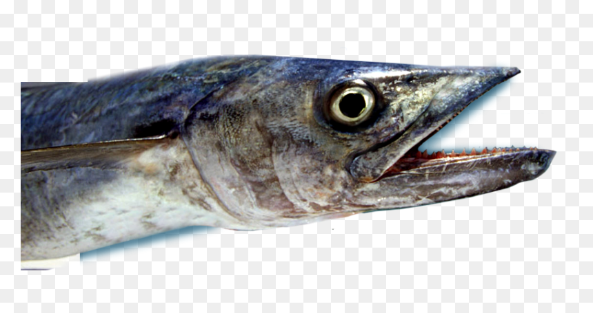 Deep Sea Mackerel Fishing - Pacific Saury, HD Png Download - sea fish png