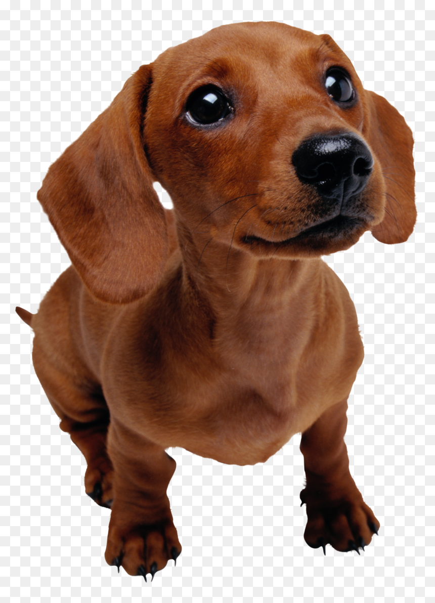 Background Dogs Dog Transparent - Dachshund Dog Png, Png Download - dogs png images