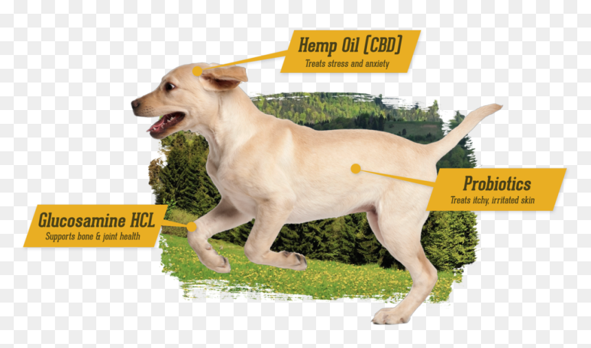 Cbd For Dogs - Companion Dog, HD Png Download - dogs png images