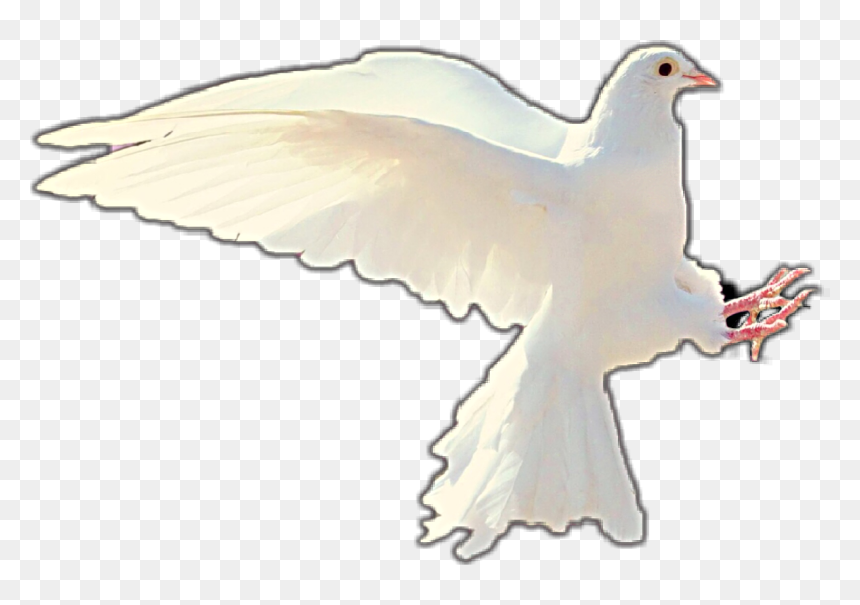 #dove #doveofpeace #peace #worldpeace #love #yass - L Esprit Saint, HD Png Download - peace pigeon png