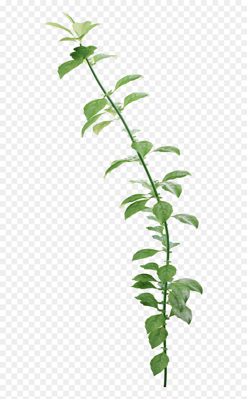 Transparent Fire Particle Texture Png - Tea Plant, Png Download - fire particle png