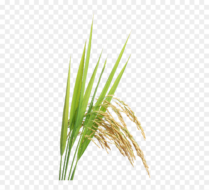 Thumb Image, HD Png Download - indian farmers png