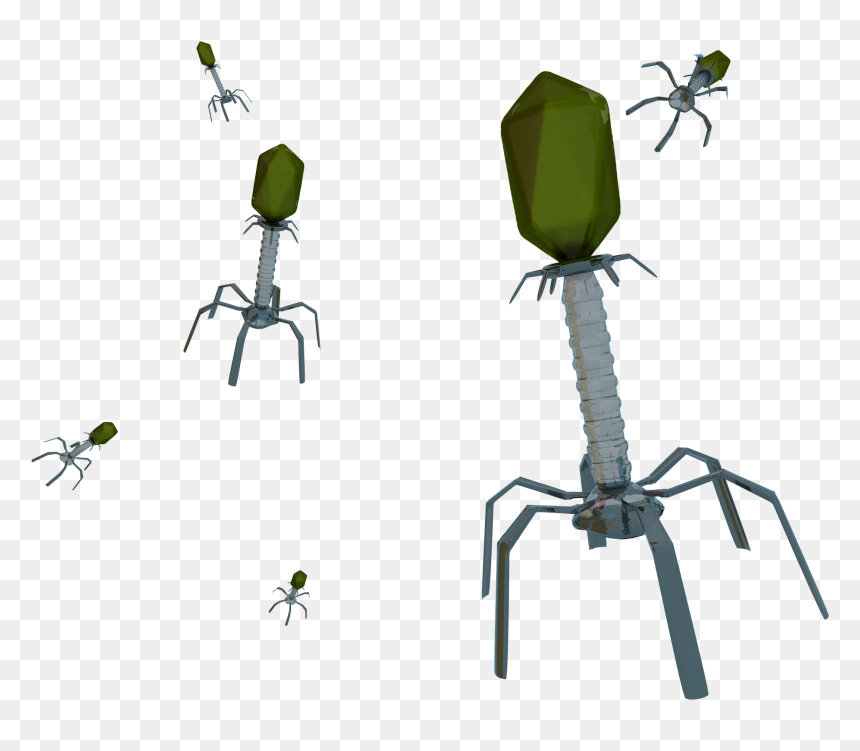 Bacteriofago Png, Transparent Png - zendu flower png
