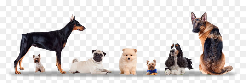 New Dog In India, HD Png Download - dogs png images