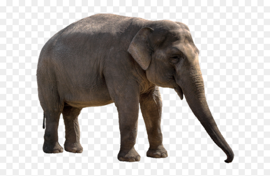 Elephant Hd Png, Transparent Png - elephant png image