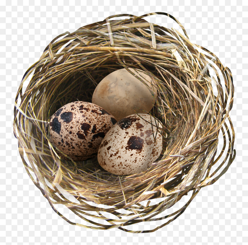 Nest Png - Easter Eggs In Nest, Transparent Png - nest clipart png
