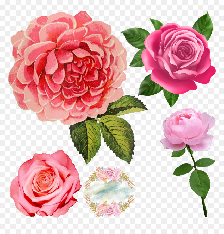 Pink Roses- - Pink Rose Transparent, HD Png Download - roses png tumblr