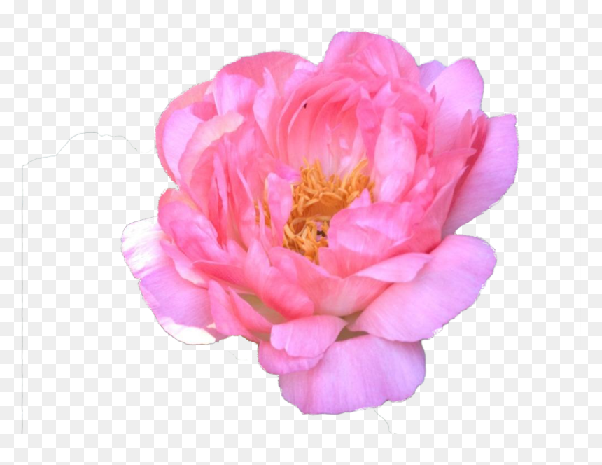 Common Peony, HD Png Download - watercolor peonies png