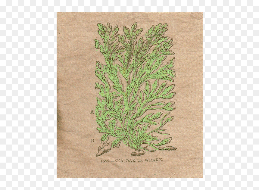 Patch-one - Thuya, HD Png Download - grass patch png
