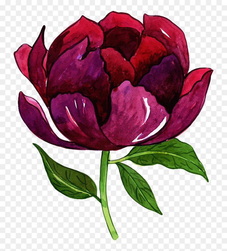 Free Png Floral Bouquets - Common Peony, Transparent Png - watercolor peonies png