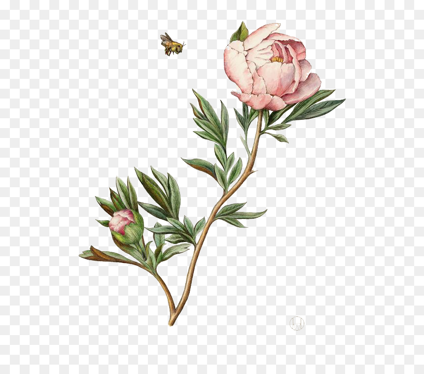 Illustration Watercolor Painting Peony - Botanical Illustration Watercolor, HD Png Download - watercolor peonies png
