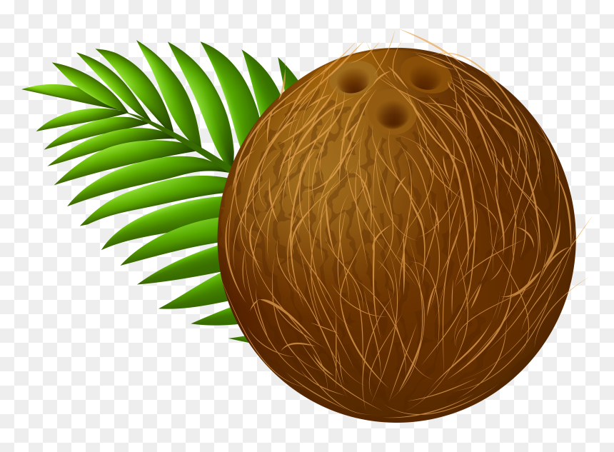 Coconuts Clipart Clip Art Library Coconut Transparent - Dibujos De Coco Fruta, HD Png Download - truffula tree png