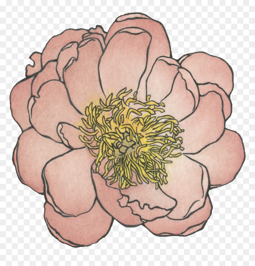 Peony , Watercolor And Ink , Png Download - Common Zinnia, Transparent Png - watercolor peonies png