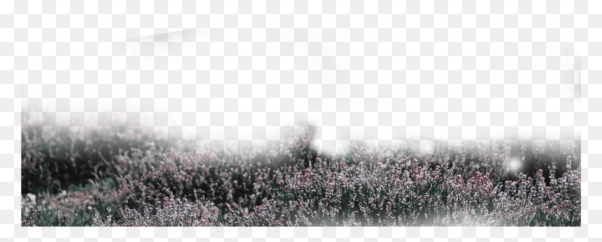 Grass Png, Grey Grass Png, Picsartallpng - Crowd, Transparent Png - grass patch png