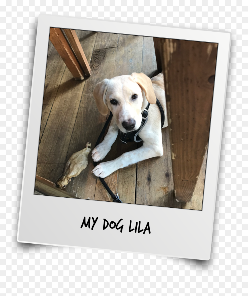 Thanks Mr T And Team For The Interview - Labrador Retriever, HD Png Download - mr t png