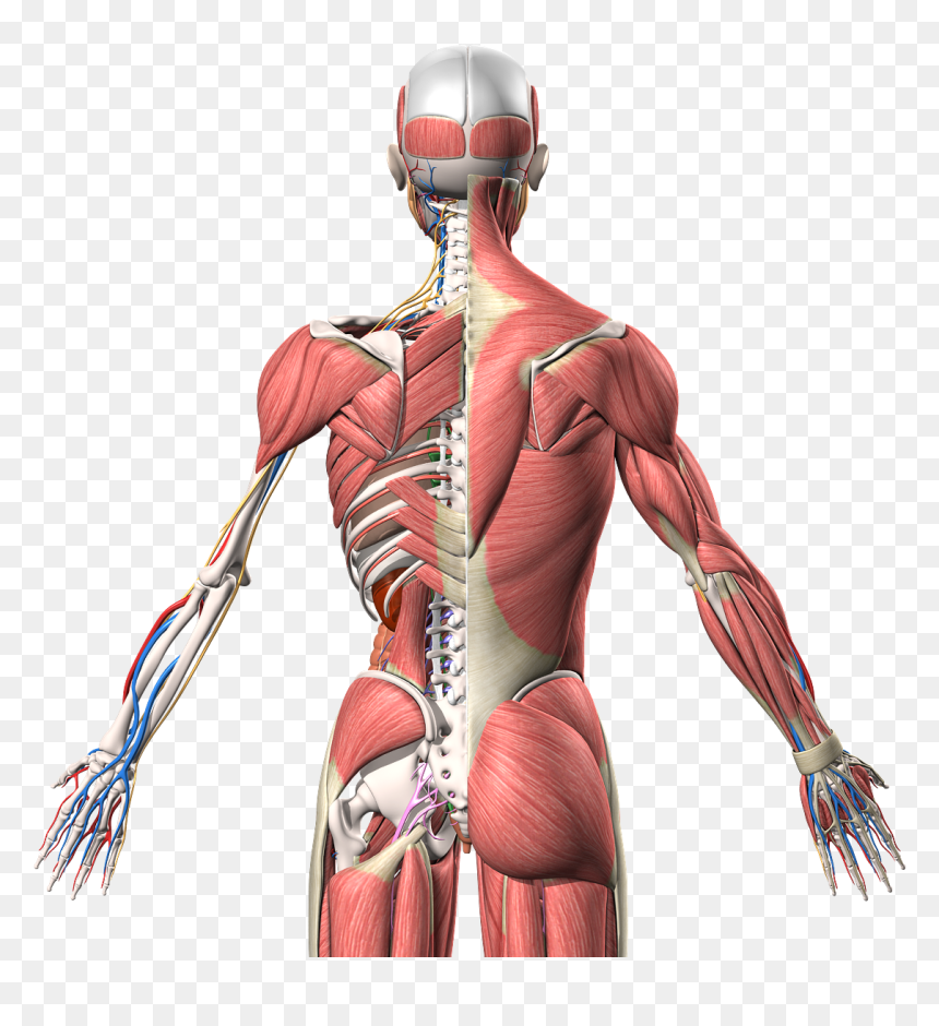 Human Anatomy 3d Model, HD Png Download - 3d model png