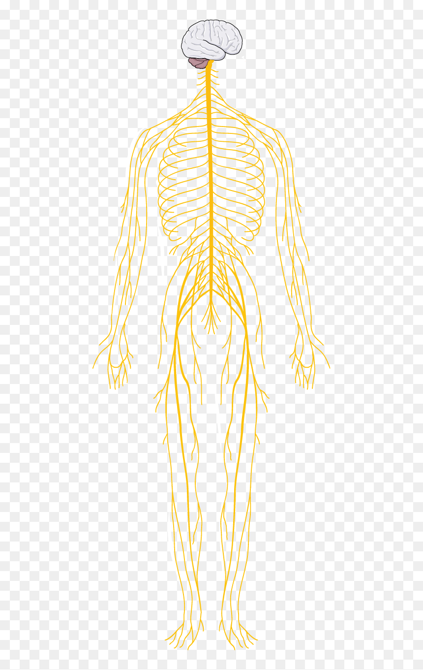 Illustration, HD Png Download - nervous png