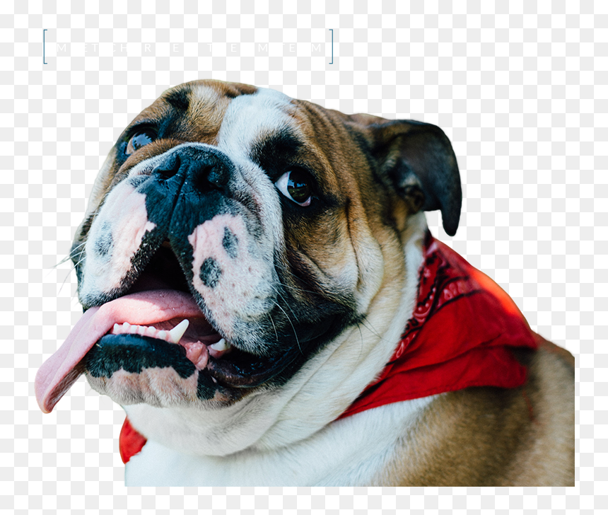 Creative Juice - Olde English Bulldogge, HD Png Download - crazy person png