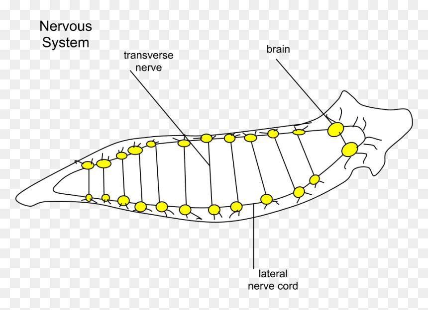 Planaria Nervous - Illustration, HD Png Download - nervous png