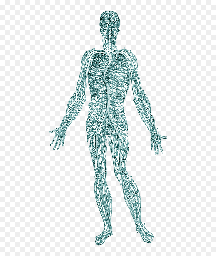 When Remove Trauma From The Body, It Helps Regulate - Venous System Vesalius, HD Png Download - nervous png