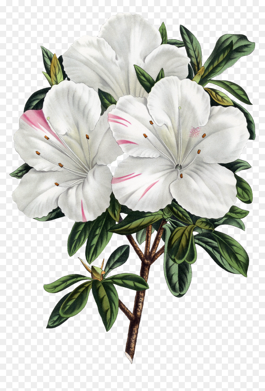 The Biodiversity Heritage Library Works Collaboratively - Botanical Illustration, HD Png Download - azalea png