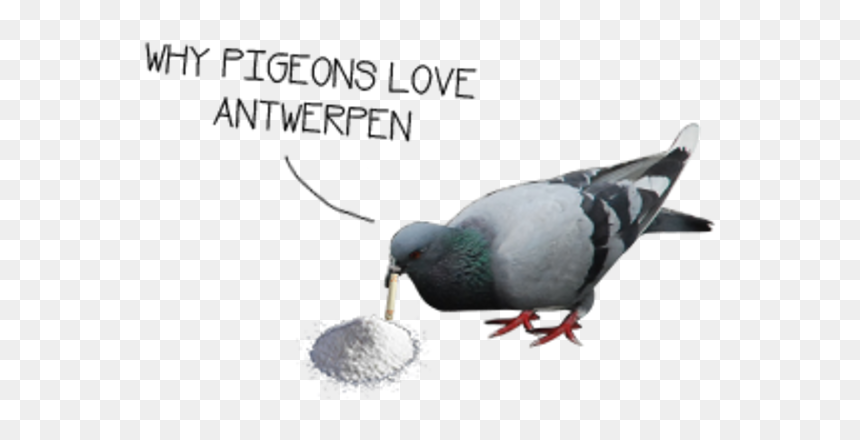 Molly Pills Png, Transparent Png - molly pills png