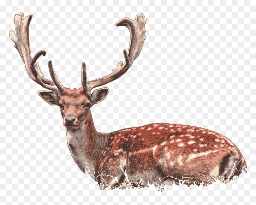 Deer Laying Down Png, Transparent Png - stag png