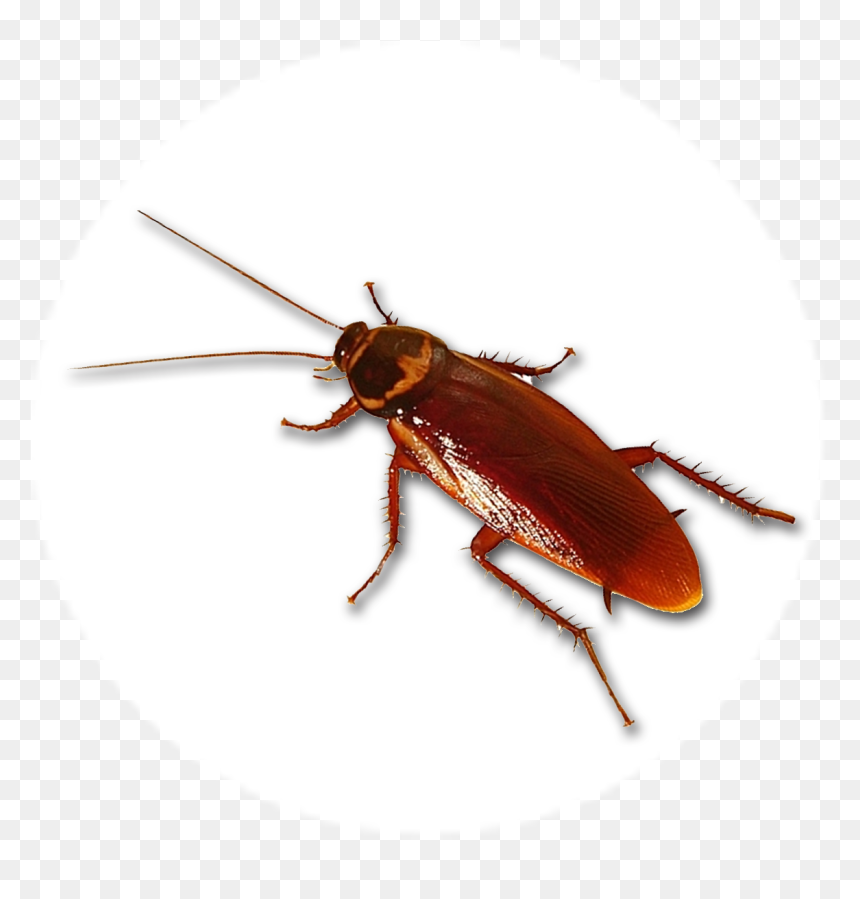 Roaches Don"t Die - Weevil, HD Png Download - cucaracha png