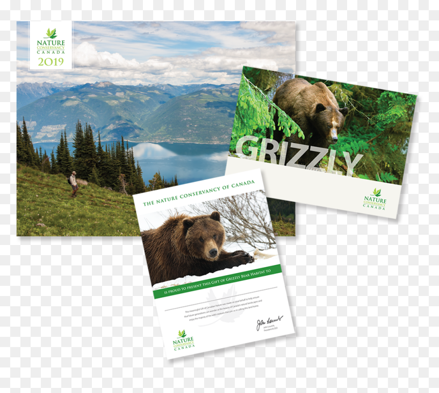 Grizzly Bear , Png Download - Portable Network Graphics, Transparent Png - grizzly png