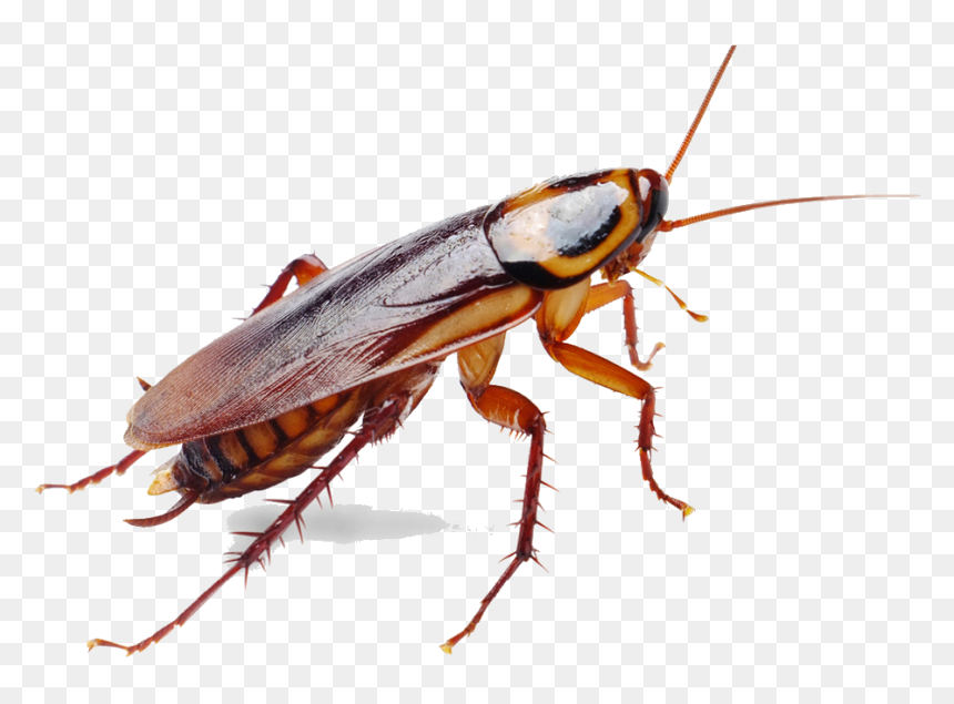 German Cockroach Insect Pest Control - Insects Of Sri Lanka, HD Png Download - cucaracha png