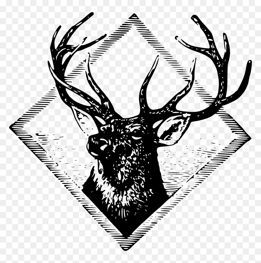 Stag - Rusa Png, Transparent Png - stag png