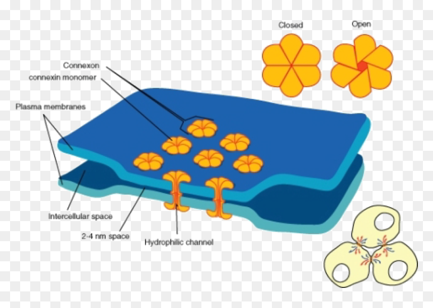 Electrical Synapses Are More Common In The Nervous - Gap Junction Png, Transparent Png - nervous png