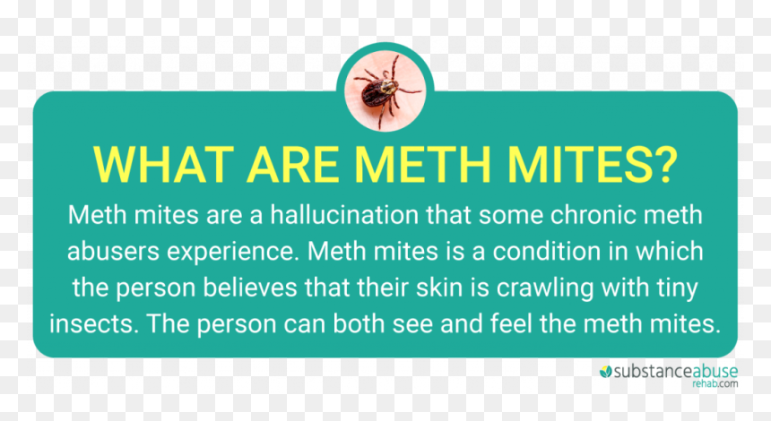 Meth Mites And Meth Sores- The Dangers Of Meth Abuse - Hornet, HD Png Download - meth png