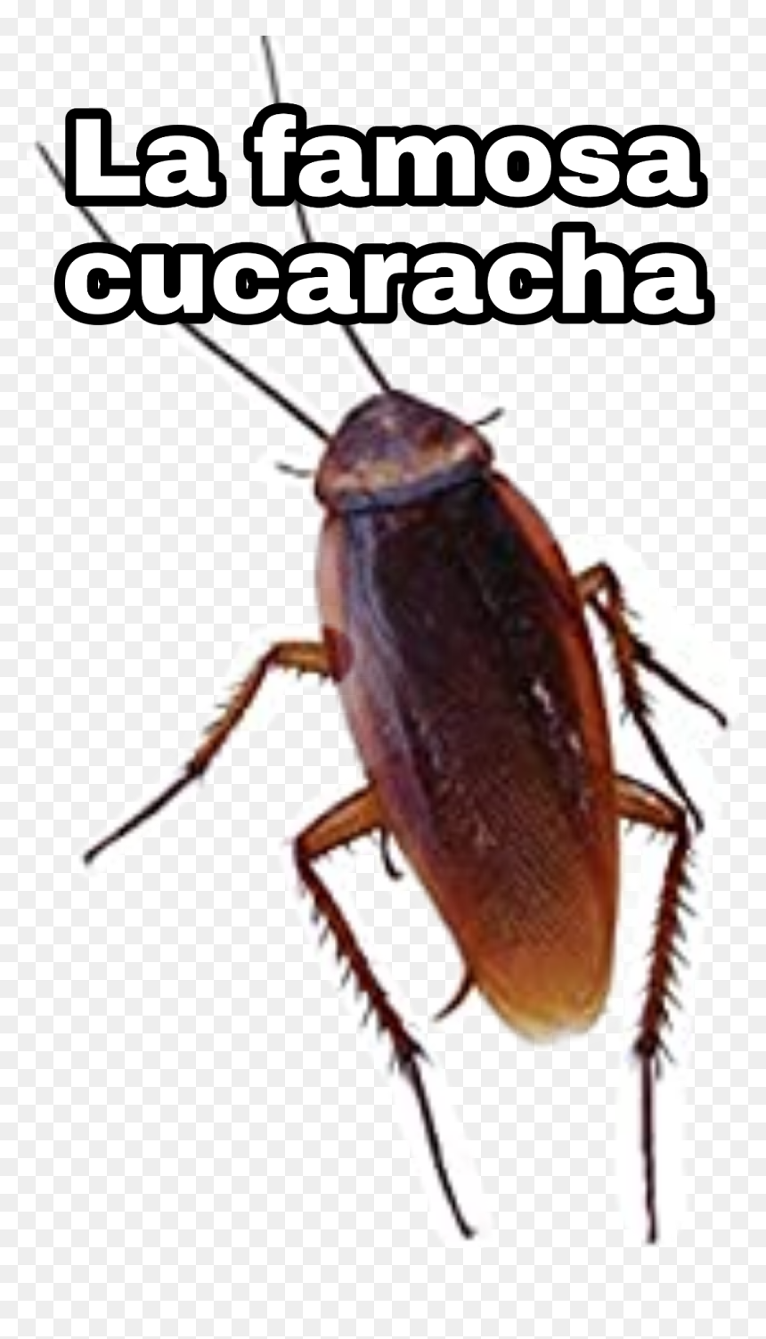 Leaf Beetle, HD Png Download - cucaracha png