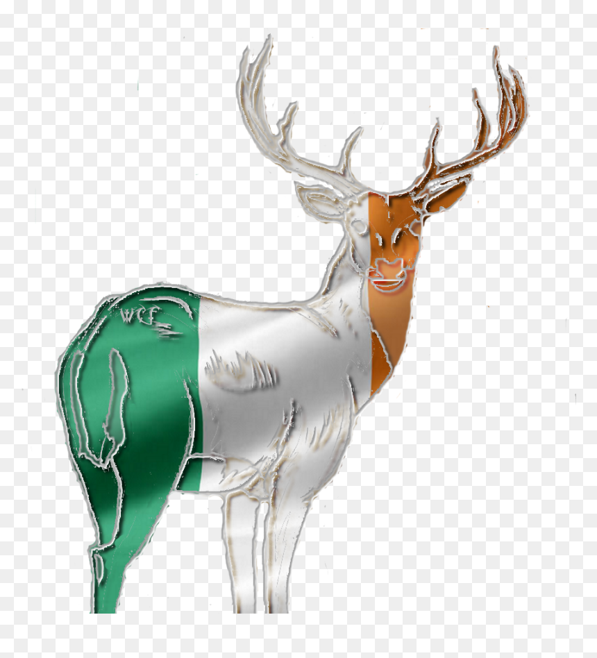 Ireland-red Deer Stag Photo Irelandreddeerstag - Elk, HD Png Download - stag png