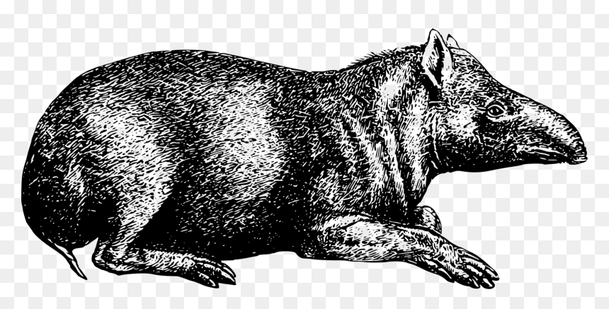 Snout,wildlife,grizzly Bear - Vectores Tapir, HD Png Download - grizzly png