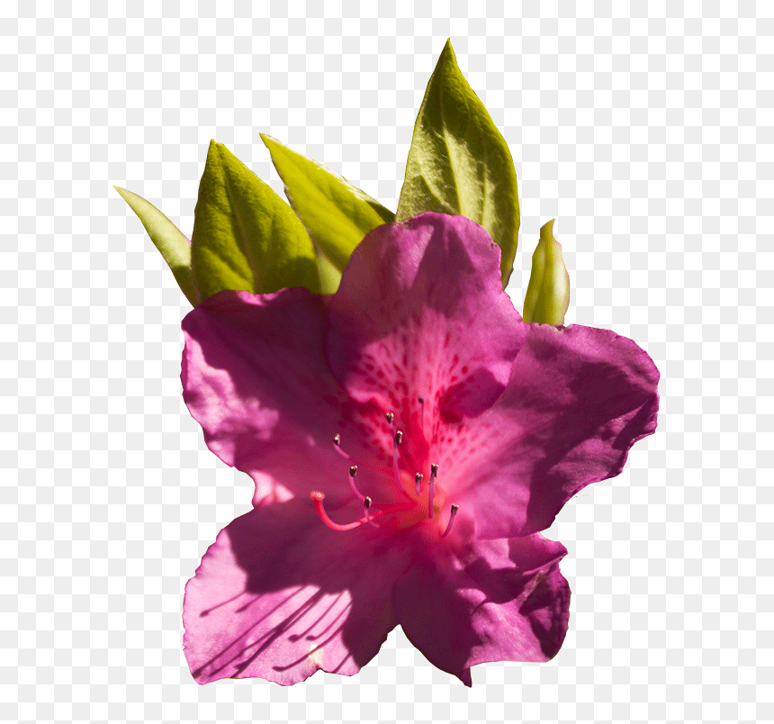 Home - Alstroemeriaceae, HD Png Download - azalea png