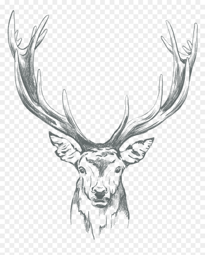 English Stag - Sketch, HD Png Download - stag png